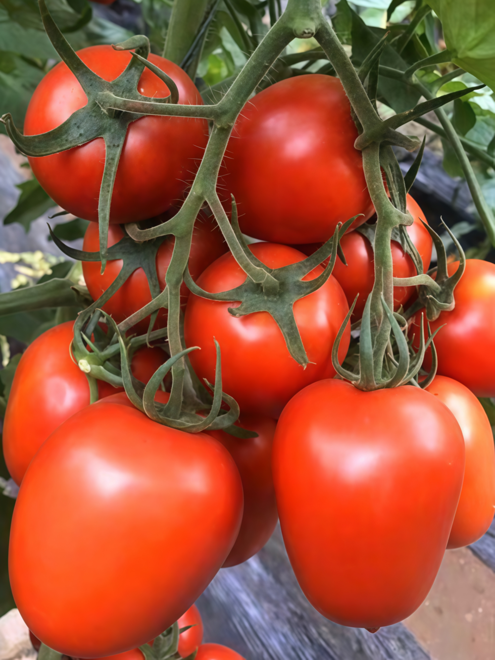 Amish Paste Organic Tomato Seed