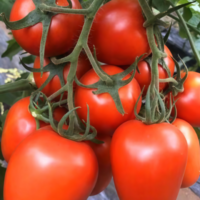 Amish Paste Organic Tomato Seed