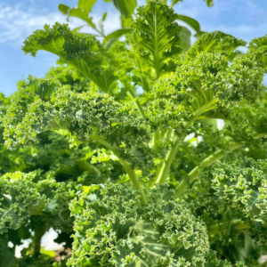 Winterbor (F1) Kale Seed