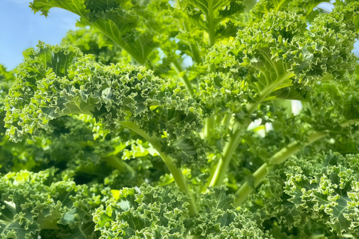 羽衣甘蓝1 Winterbor (F1) Kale Seed