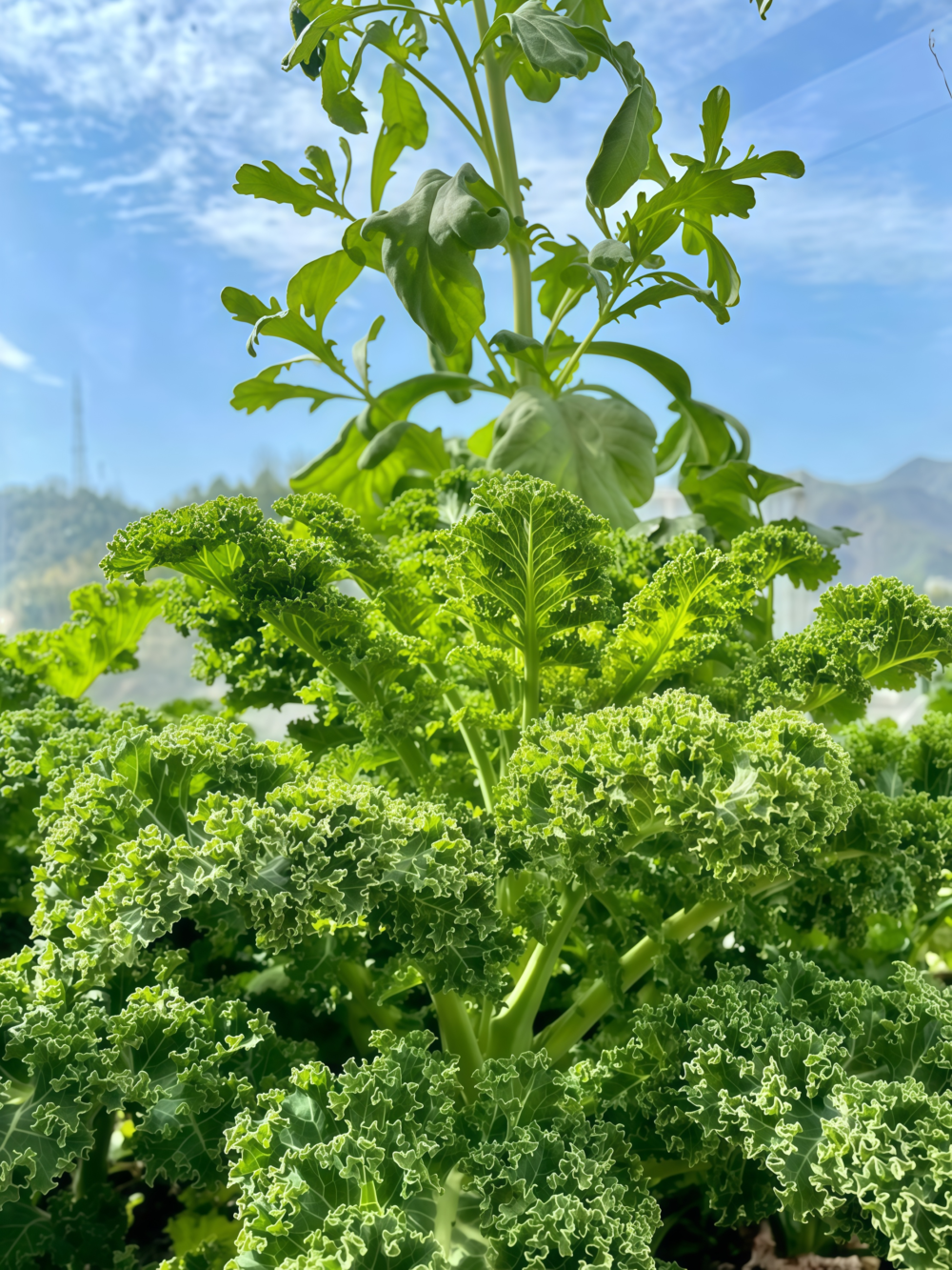Winterbor (F1) Kale Seed