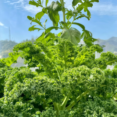 Winterbor (F1) Kale Seed