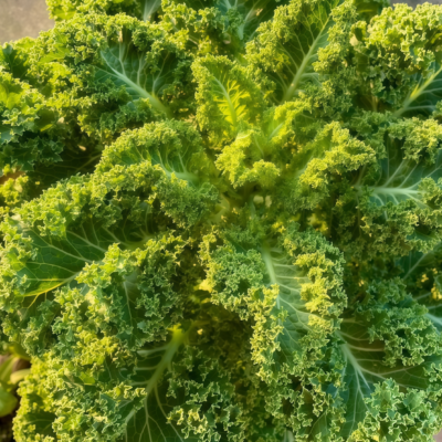 Winterbor (F1) Kale Seed