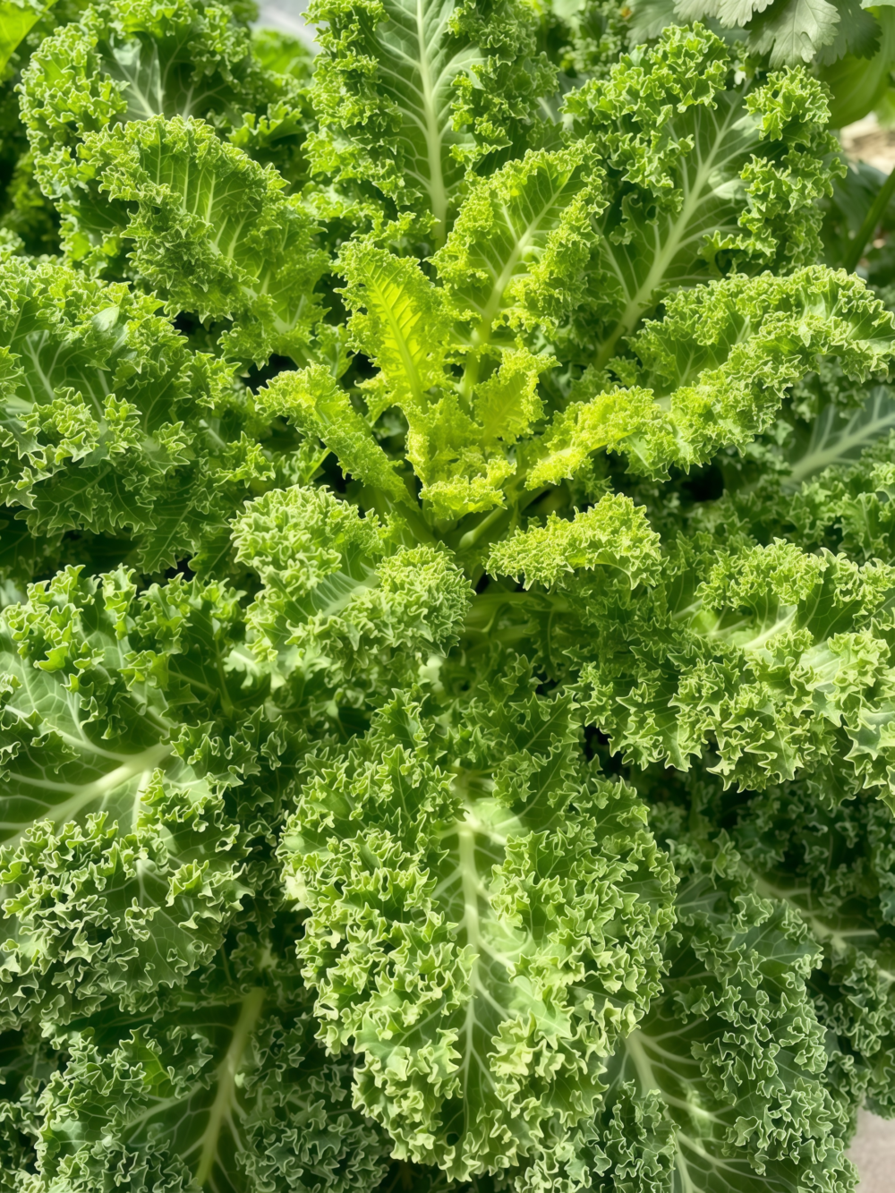Winterbor (F1) Kale Seed