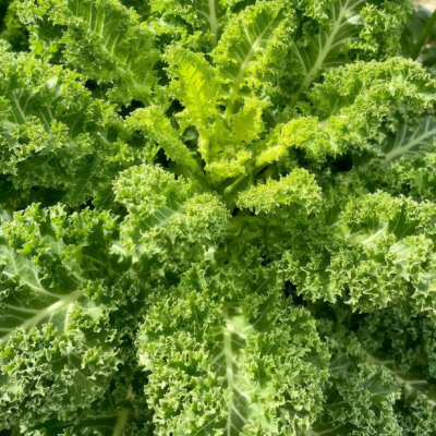 Winterbor (F1) Kale Seed