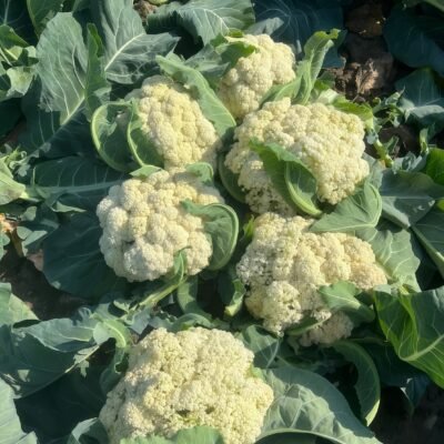 Amazing Cauliflower Seed