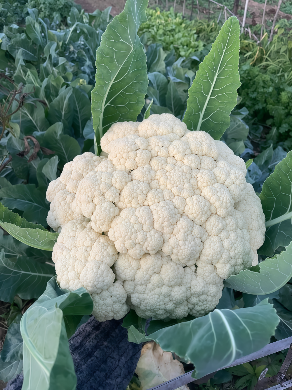 Amazing Cauliflower Seed