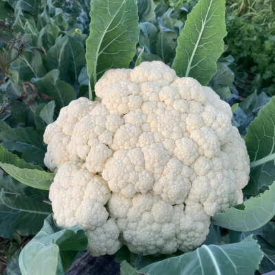 Amazing Cauliflower Seed