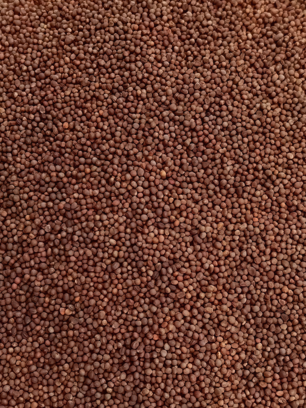 Amazing Cauliflower Seed