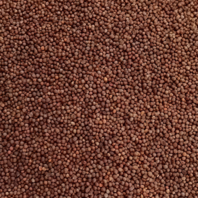 Amazing Cauliflower Seed