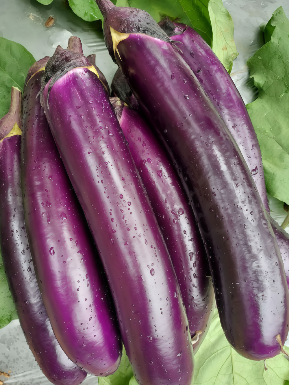 茄子1 Turkish Delight Organic (F1) Eggplant Seed