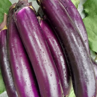 茄子1 Turkish Delight Organic (F1) Eggplant Seed