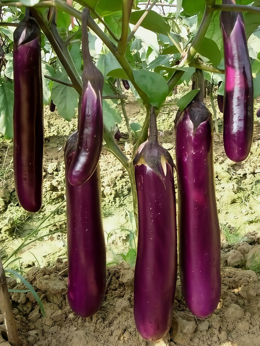 茄子2 Turkish Delight Organic (F1) Eggplant Seed