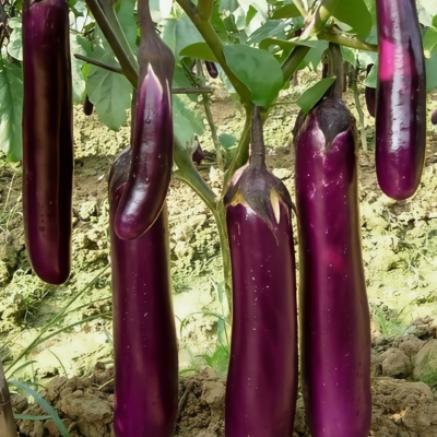 茄子2 Turkish Delight Organic (F1) Eggplant Seed