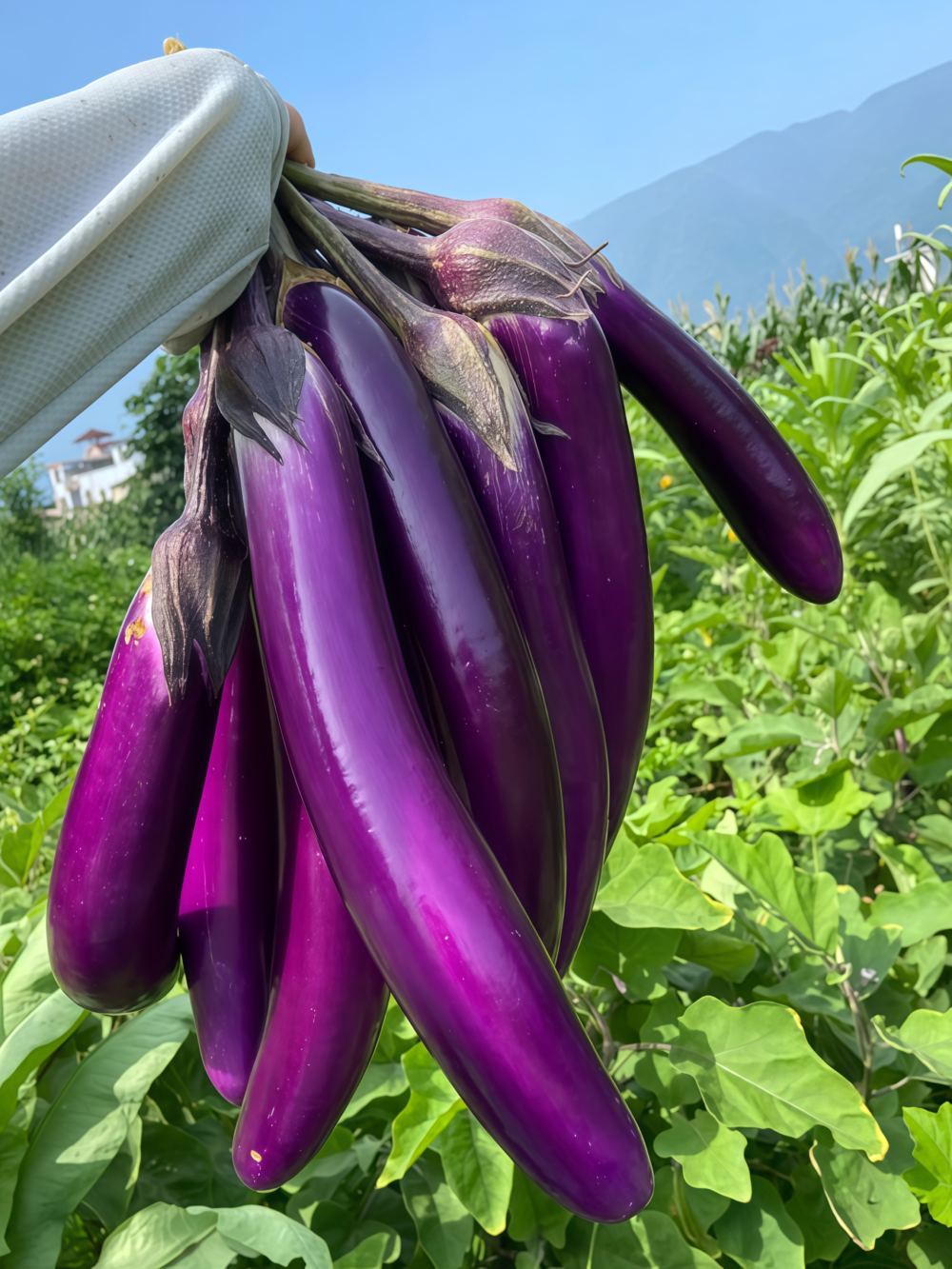 茄子3 Turkish Delight Organic (F1) Eggplant Seed