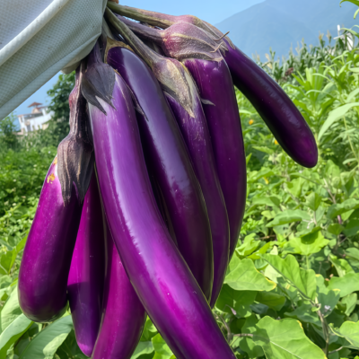 茄子3 Turkish Delight Organic (F1) Eggplant Seed