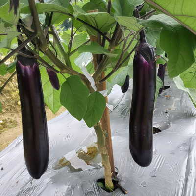 茄子4 Turkish Delight Organic (F1) Eggplant Seed