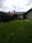 High-Quality Mixed Lawn Seed - Sun & Shade Formula - 8 oz