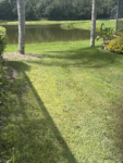 High-Quality Mixed Lawn Seed - Sun & Shade Formula - 8 oz