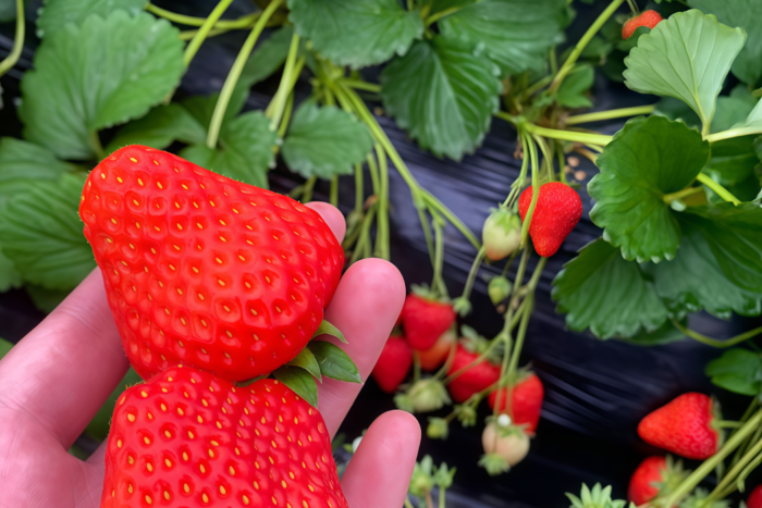 草莓1 Elan (F1) Strawberry Seed