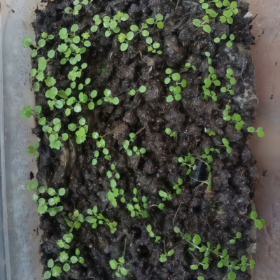 草莓2 Elan (F1) Strawberry Seed