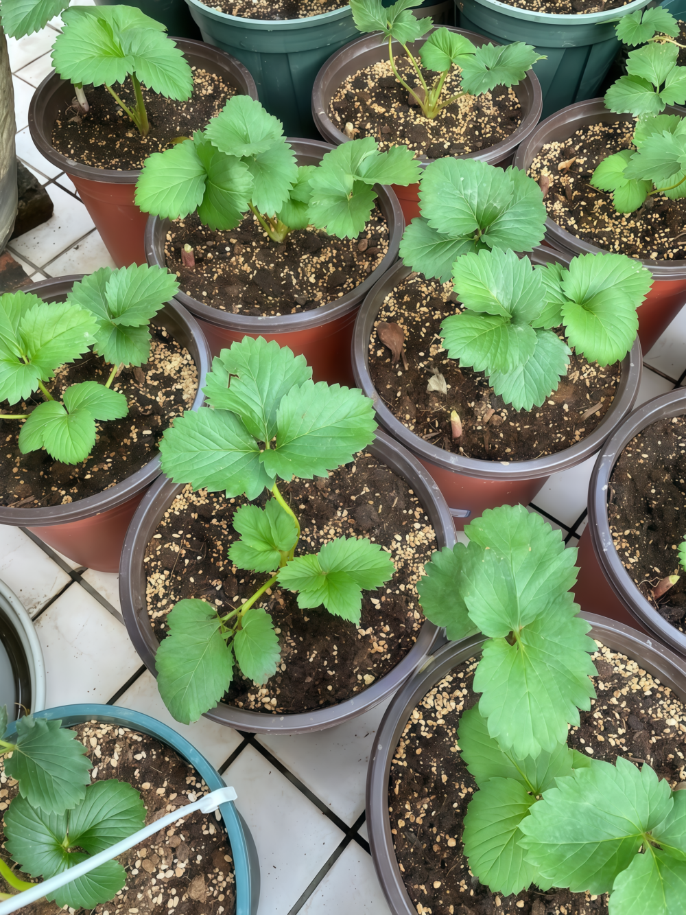 草莓3 Elan (F1) Strawberry Seed