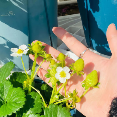 草莓4 Elan (F1) Strawberry Seed