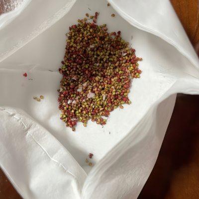 草莓5 Elan (F1) Strawberry Seed