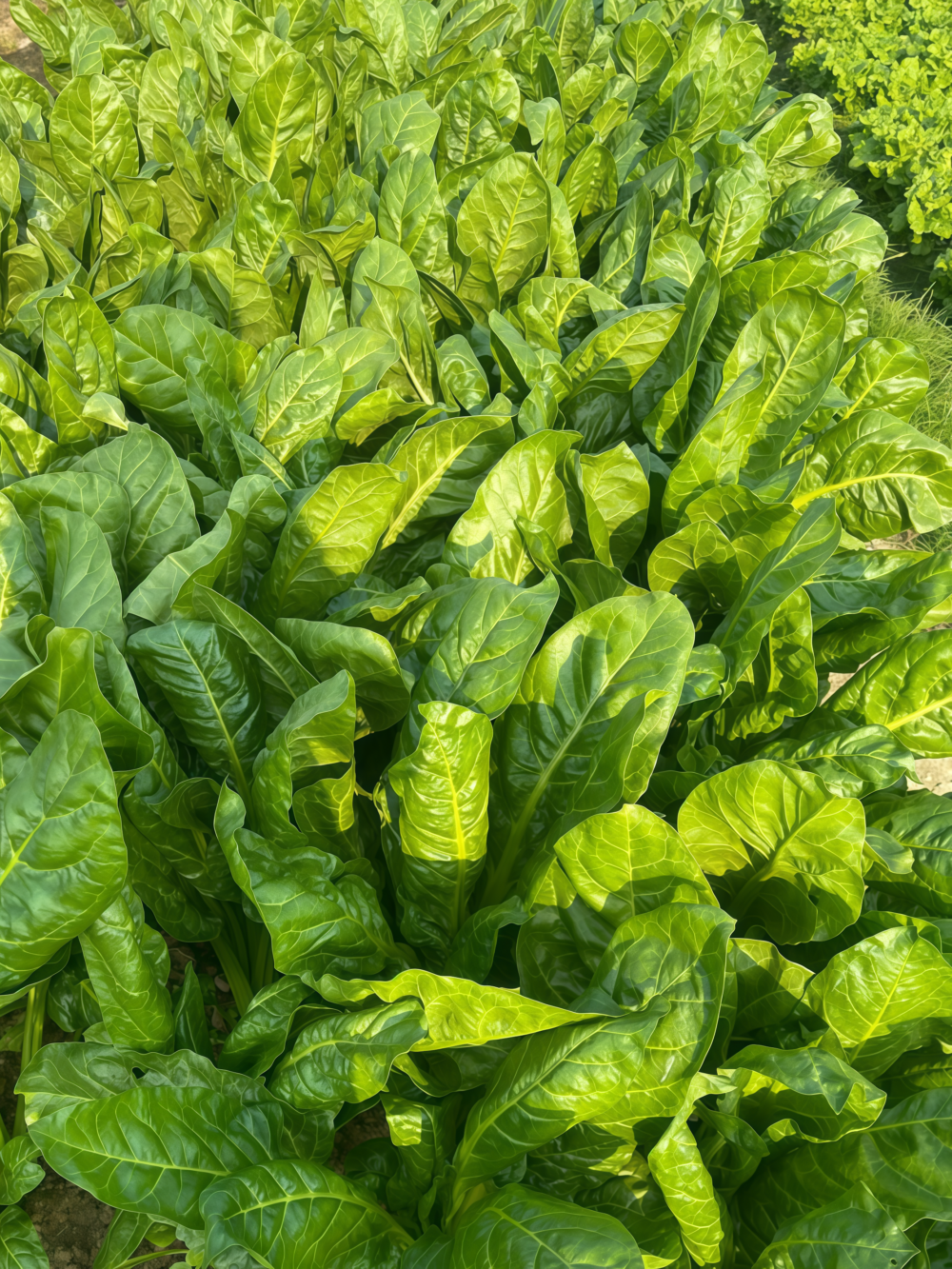 莙荙菜3 Fordhook Giant Organic Swiss Chard Seed