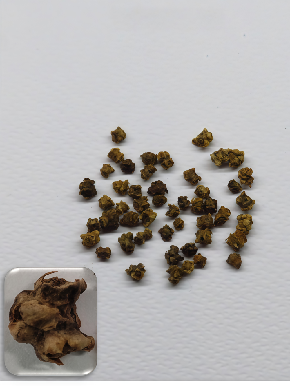 莙荙菜5 Fordhook Giant Organic Swiss Chard Seed