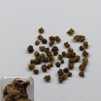 莙荙菜5 Fordhook Giant Organic Swiss Chard Seed