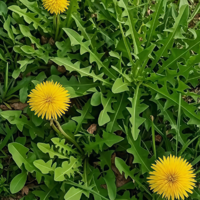 Dandelion Herb Seed