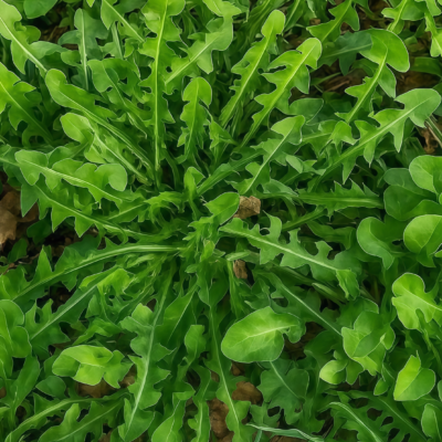 Dandelion Herb Seed
