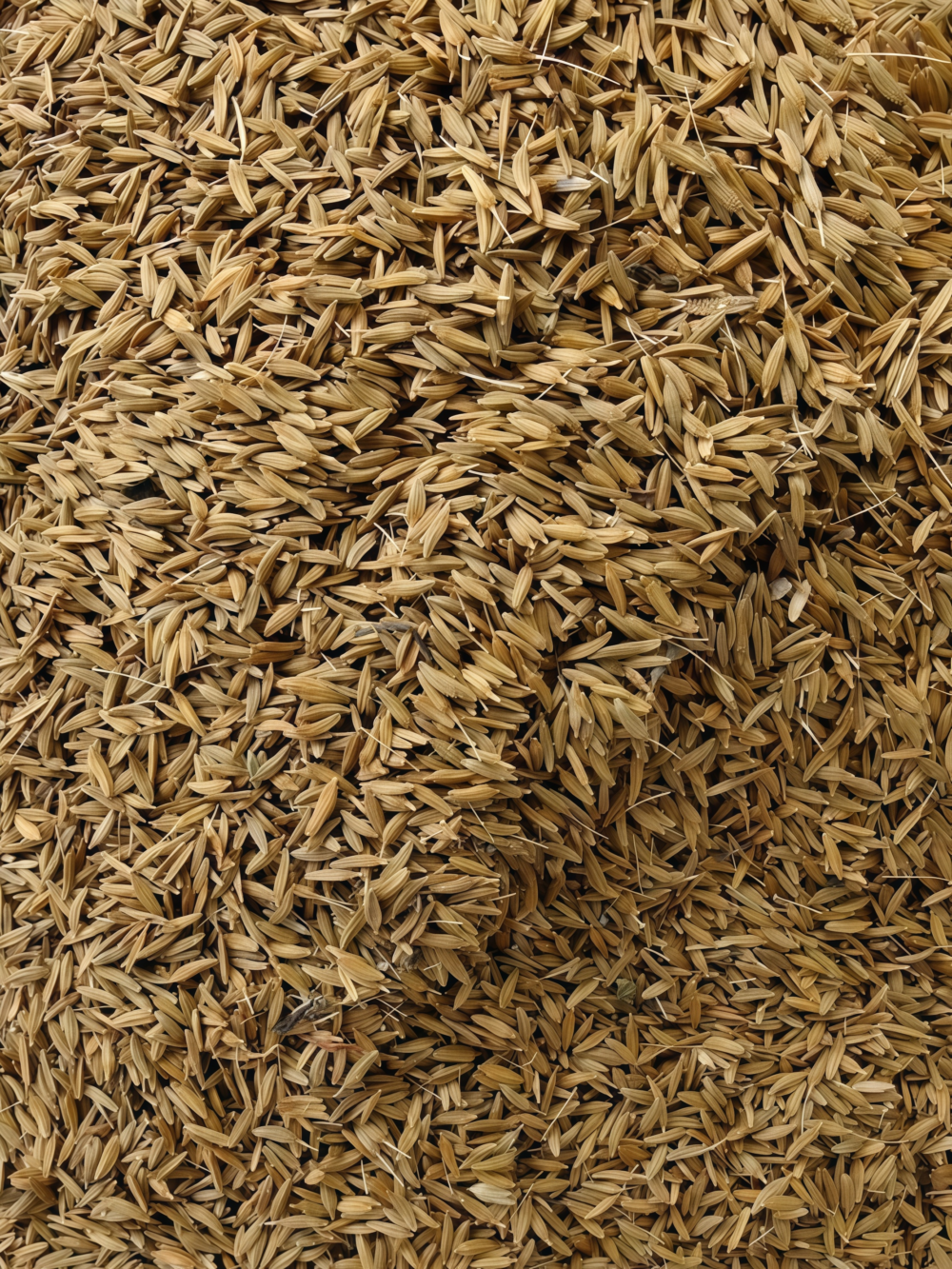 Dandelion Herb Seed
