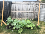 35 Premium Vegetable Seed Variety Pack