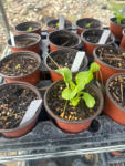 35 Premium Vegetable Seed Variety Pack