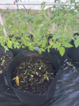 35 Premium Vegetable Seed Variety Pack