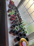 35 Premium Vegetable Seed Variety Pack