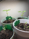 35 Premium Vegetable Seed Variety Pack