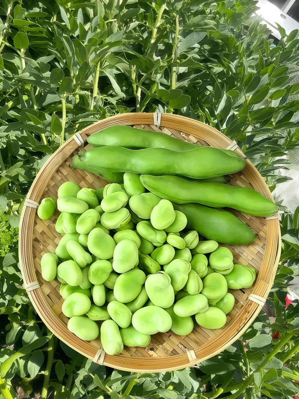 Vroma Bean Seed