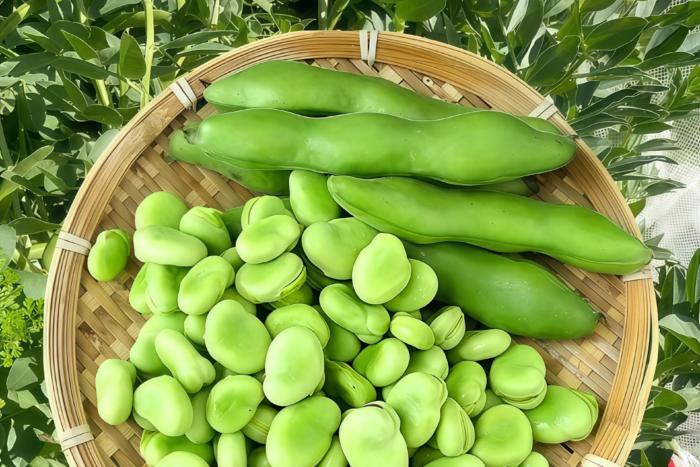 蚕豆1 Vroma Bean Seed
