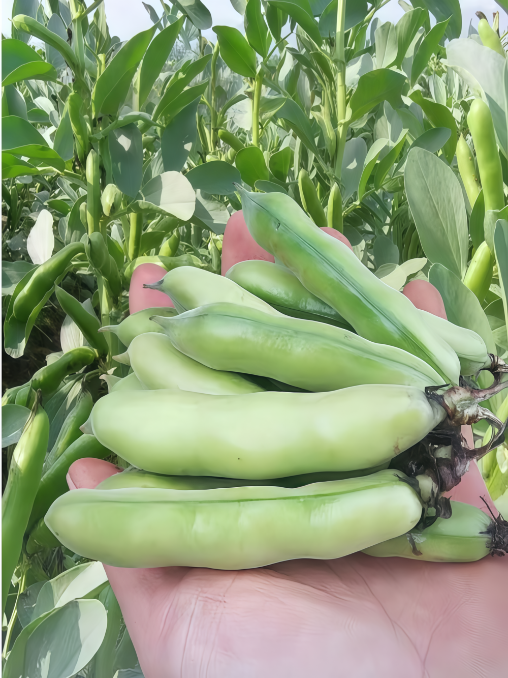 Vroma Bean Seed