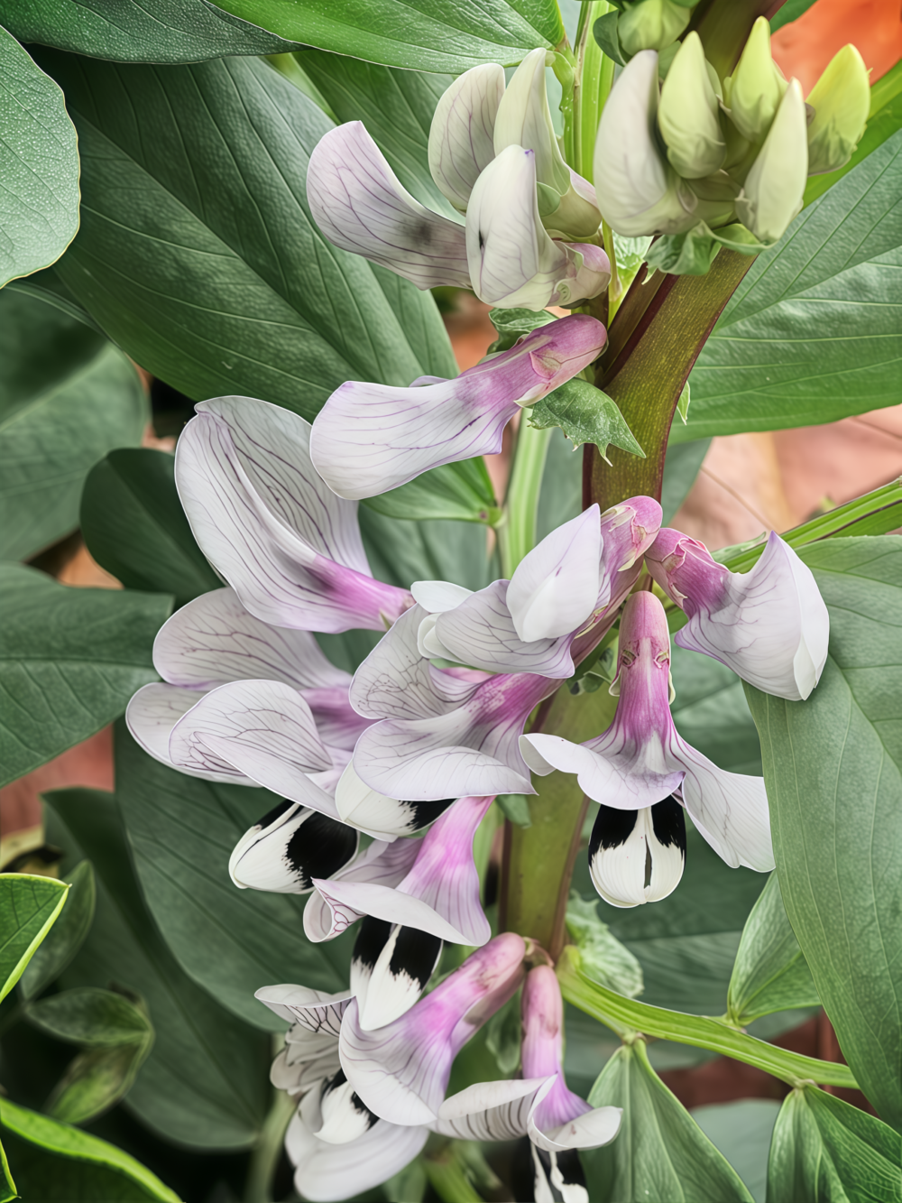 Vroma Bean Seed