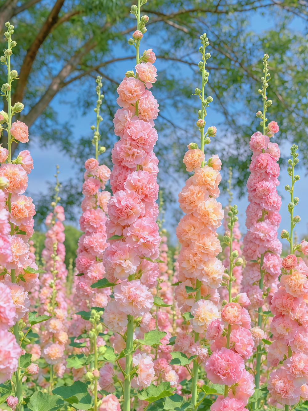 Peaches 'n' Dreams (OP) Hollyhock Seed