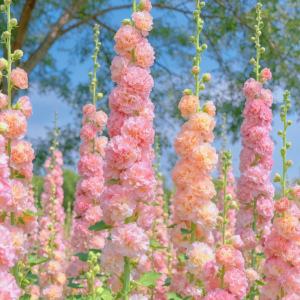 Peaches 'n' Dreams (OP) Hollyhock Seed