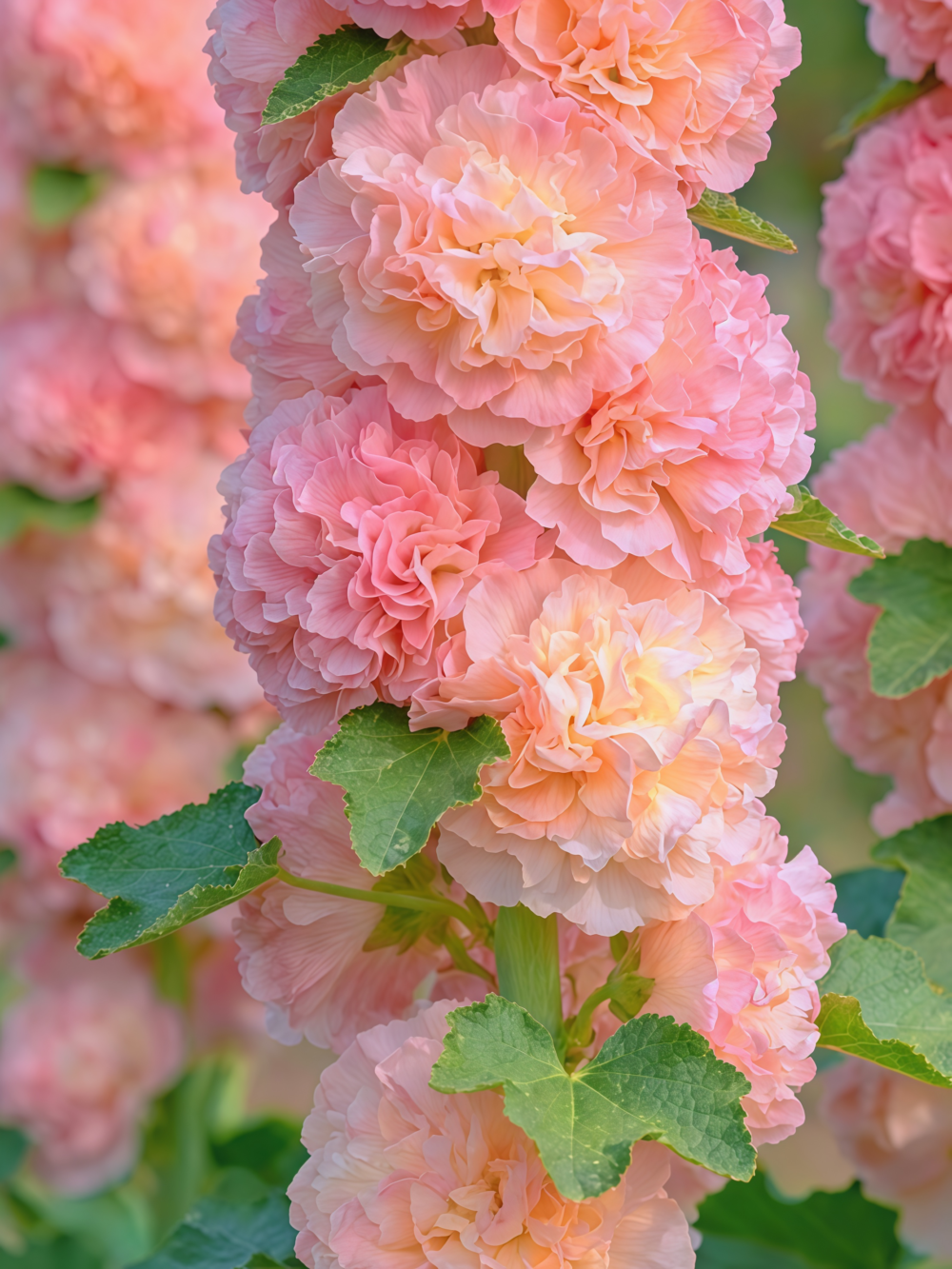 Peaches 'n' Dreams (OP) Hollyhock Seed