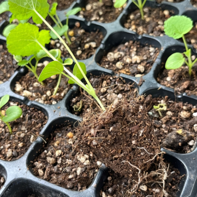 Peaches 'n' Dreams (OP) Hollyhock Seed