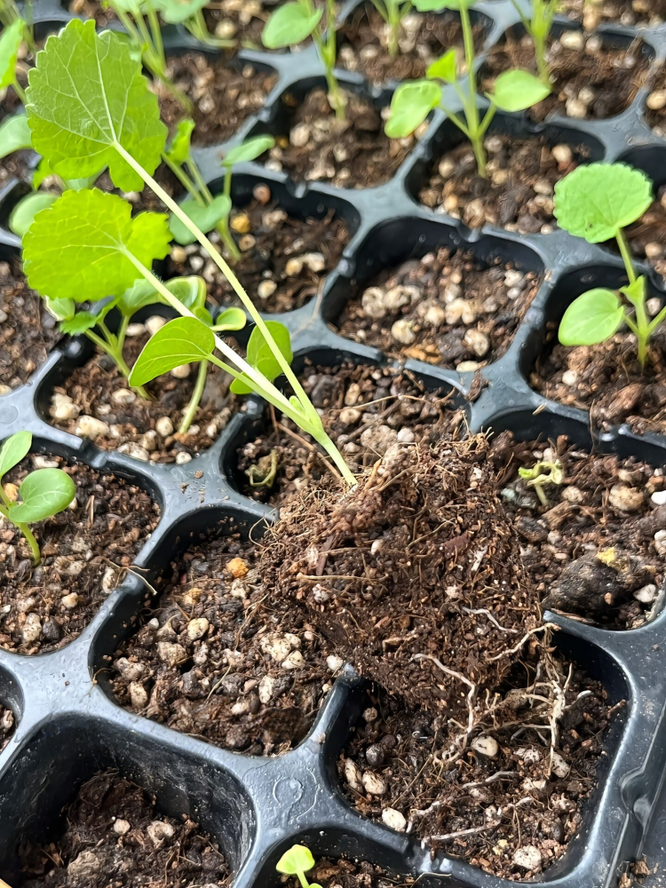 Peaches 'n' Dreams (OP) Hollyhock Seed