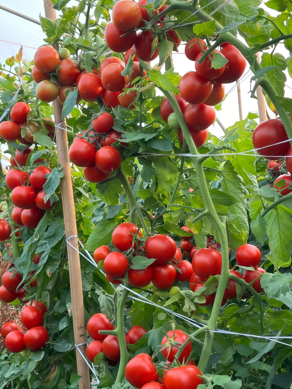 Firebird (F1) Tomato Seed