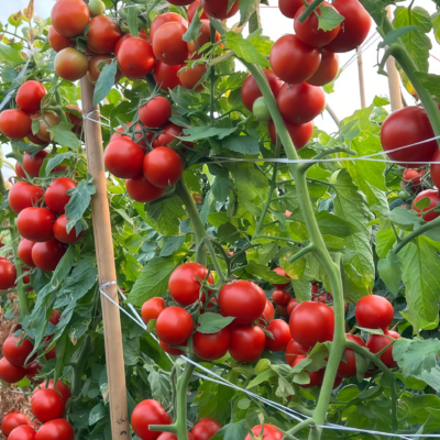 Firebird (F1) Tomato Seed